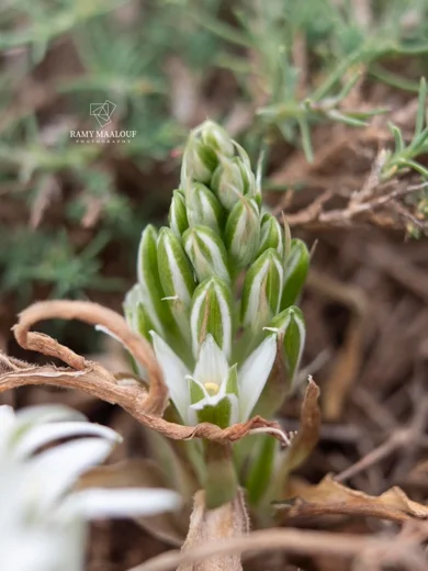 صاصل معرق