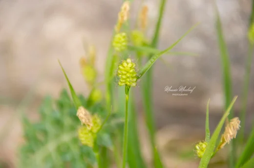 Carex pallescens