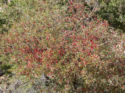 Crataegus × sinaica