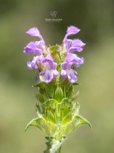 Prunella orientalis