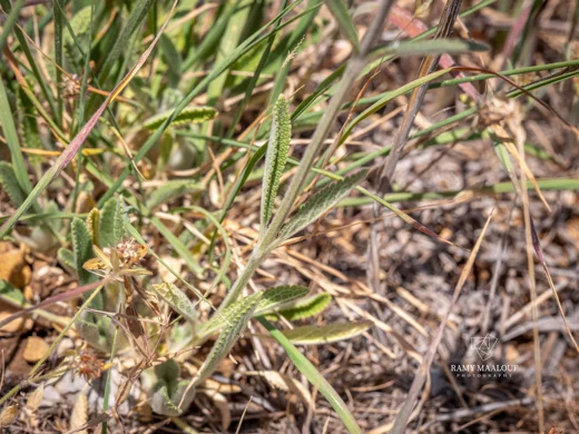 Stachys cretica subsp. vacillans