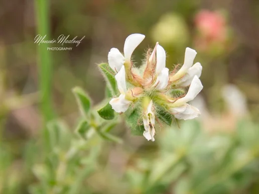 Lotus hirsutus
