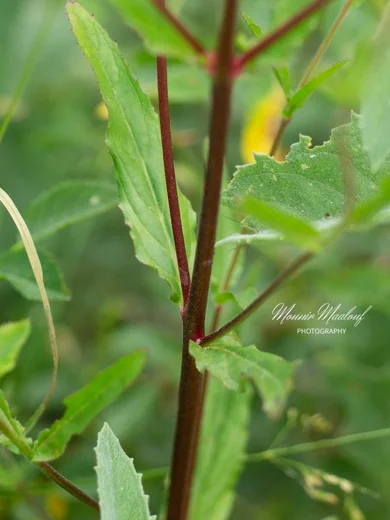 Epilobium tetragonum