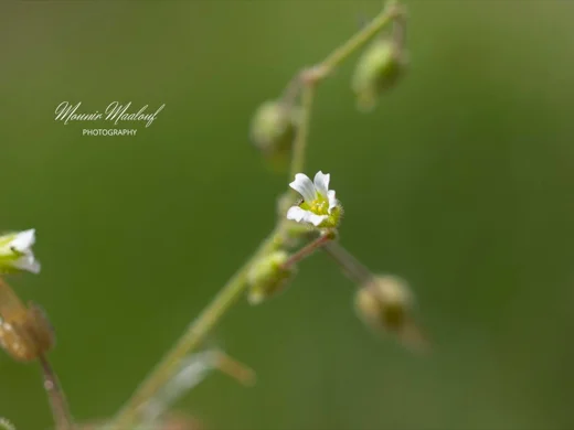 Cerastium fragillimum