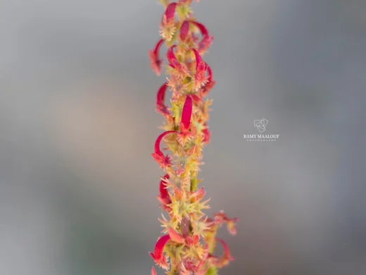 Rumex bucephalophorus