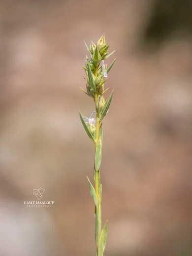 Linum strictum subsp. spicatum