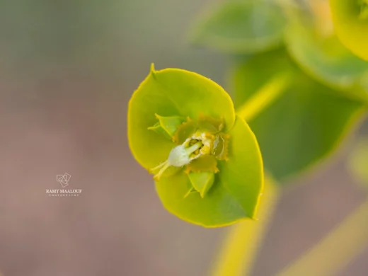 Euphorbia macroclada