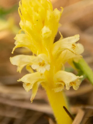 Orobanche palaestina