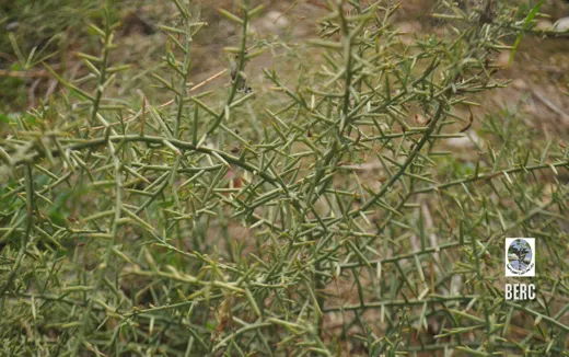 عاقول