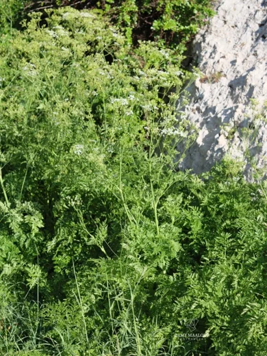 Anthriscus lamprocarpus