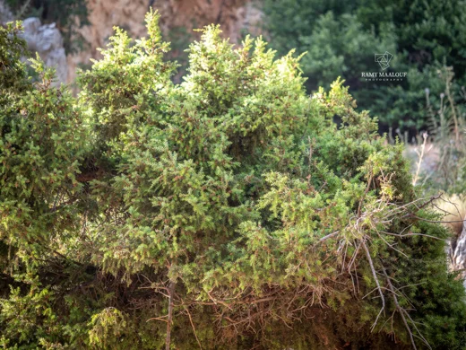 Juniperus deltoides