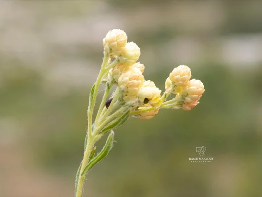 Helichrysum plicatum subsp. plicatum