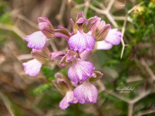 Anacamptis papilionacea subsp. palaestina