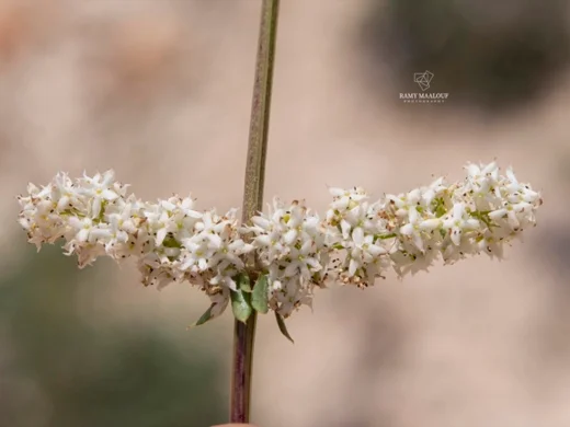 Galium libanoticum