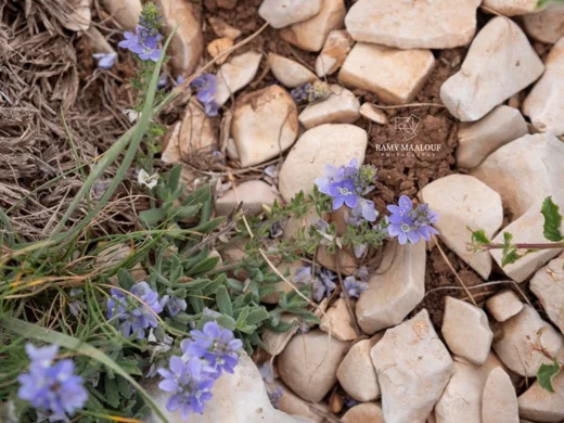 زهرة الحواشي المشرقية