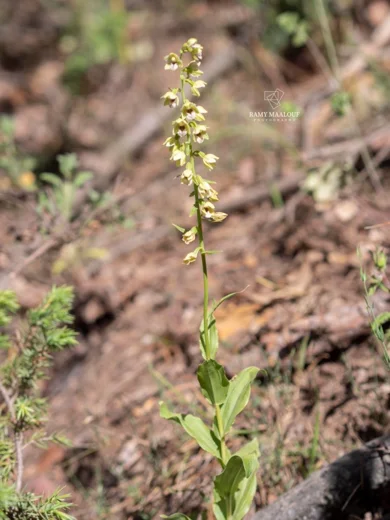 Epipactis helleborine subsp. tremolsii