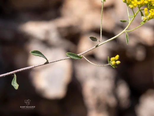 Odontarrhena muralis