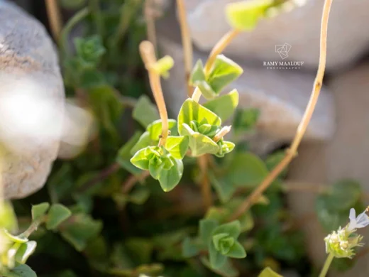 Cyclotrichium origanifolium