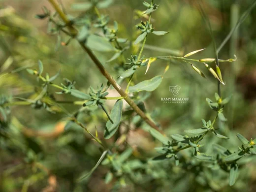 Hypericum tetrapterum