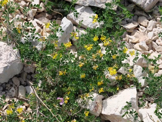 Hippocrepis emerus subsp. emeroides