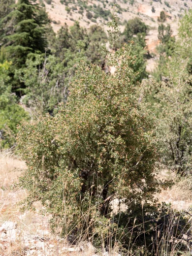 زعرور