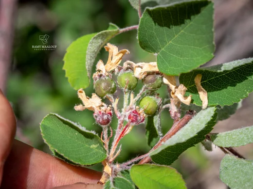 Amelanchier parviflora
