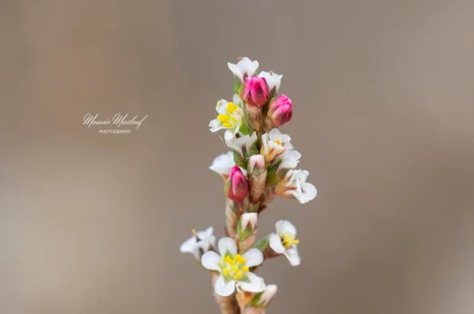 Polygonum equisetiforme