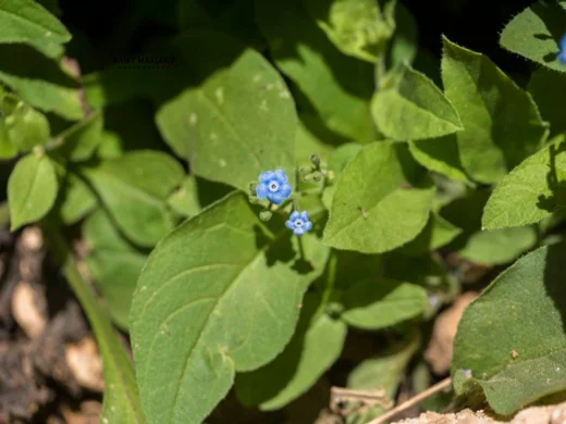 Brunnera orientalis