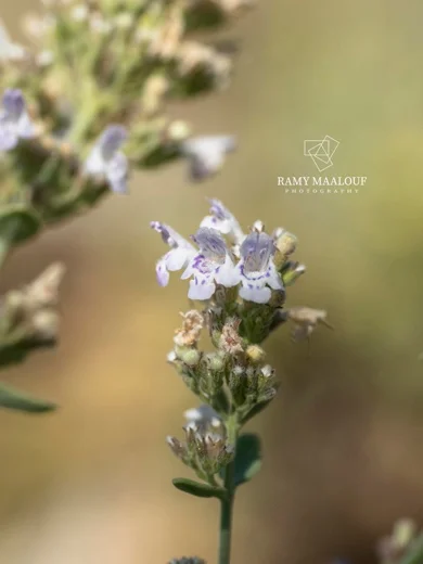 Clinopodium barbatum
