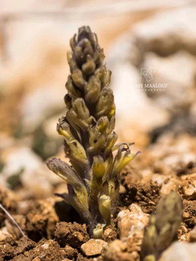 Orobanche astragali