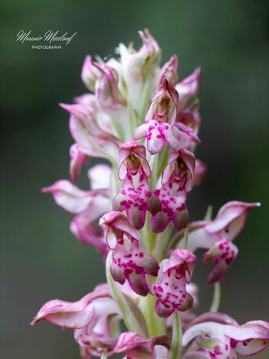 Anacamptis coriophora subsp. fragrans