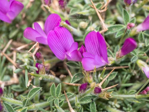 عنبريس أقرن
