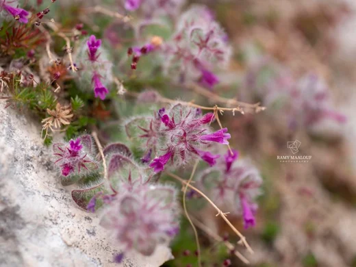 Clinopodium nummulariifolium