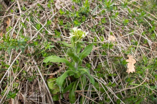 Pseudoturritis turrita