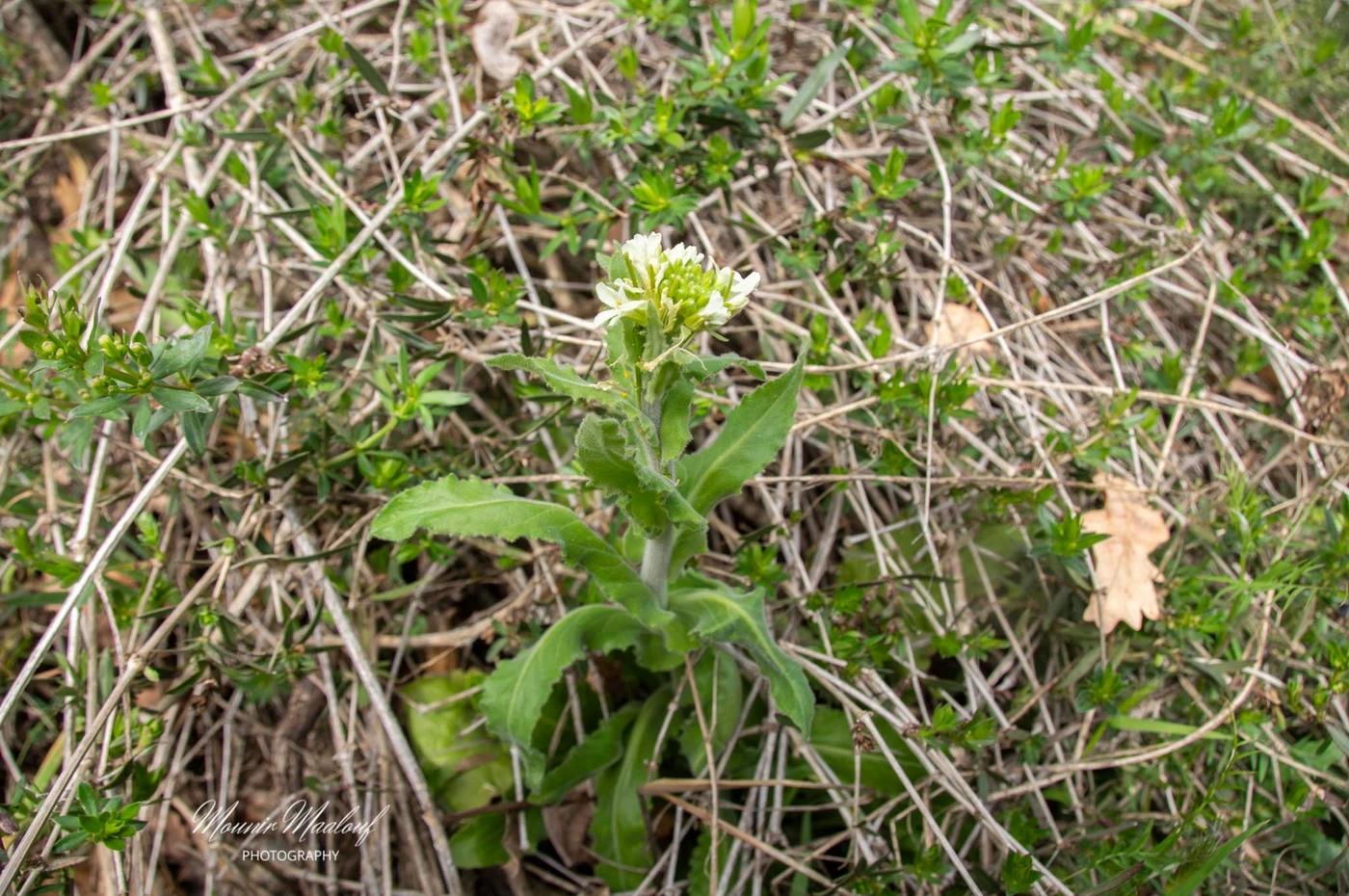Pseudoturritis turrita