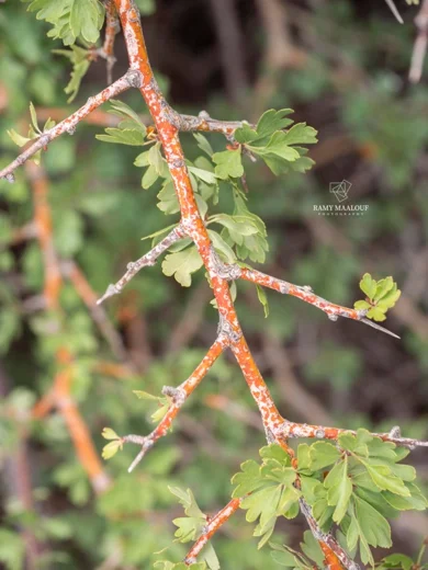 Crataegus × sinaica