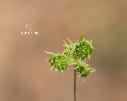 عشبة الباسور