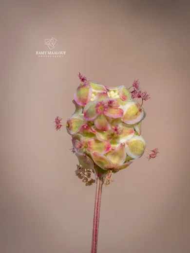 مرقئة ثؤلولية