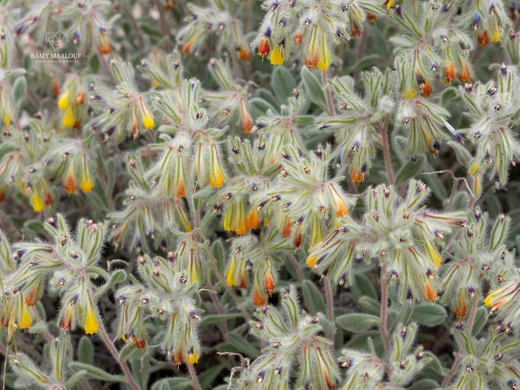 Onosma sanninensis