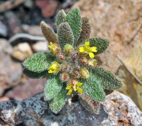 نسب المصنف - غير تجاري 4.0 دولي (CC BY-NC 4.0)- i naturalist.