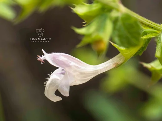 Melissa officinalis subsp. inodora