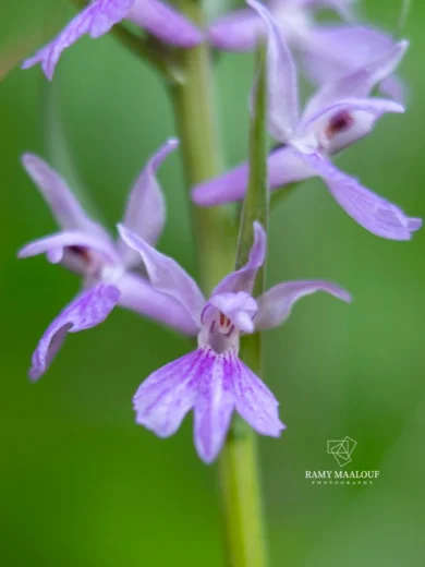 Dactylorhiza phoenissa