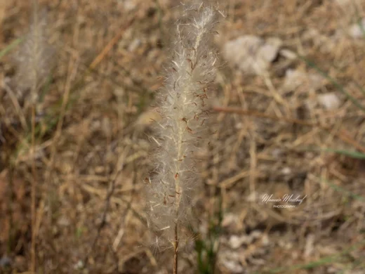 Imperata cylindrica