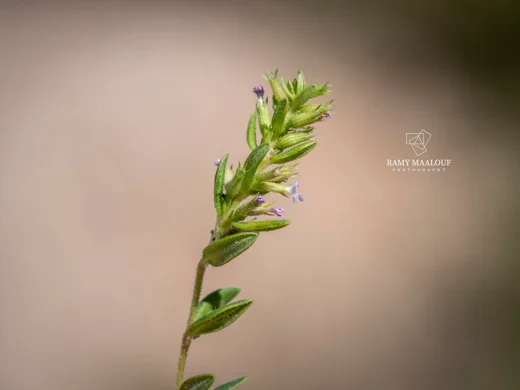 Micromeria cremnophila subsp. amana