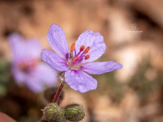 Erodium trichomanifolium