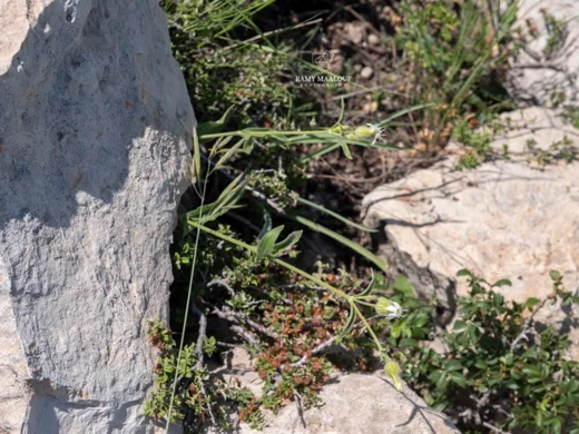 Silene latifolia subsp. alba