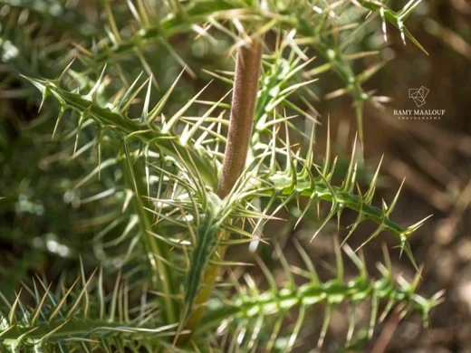 Morina persica