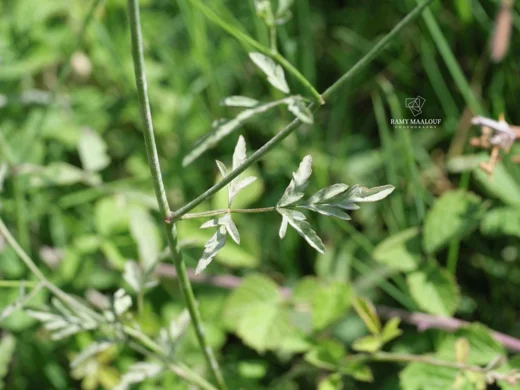 Torilis arvensis subsp. neglecta