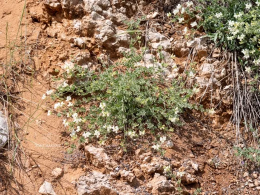 Lotus gebelia subsp. libanoticus