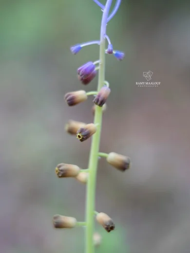 بلبوس وبري